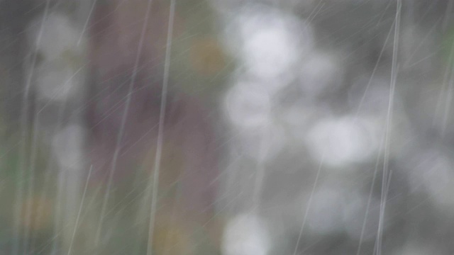 可循环的近距离拍摄森林中的雨，雨林，POV，选择性聚焦，绿色植物，美丽的自然，春天，秋天视频素材