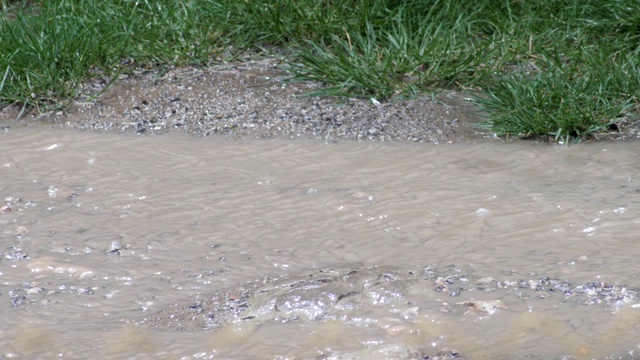 雨后的森林，POV，选择性聚焦，绿意盎然，自然之美，春，秋视频素材