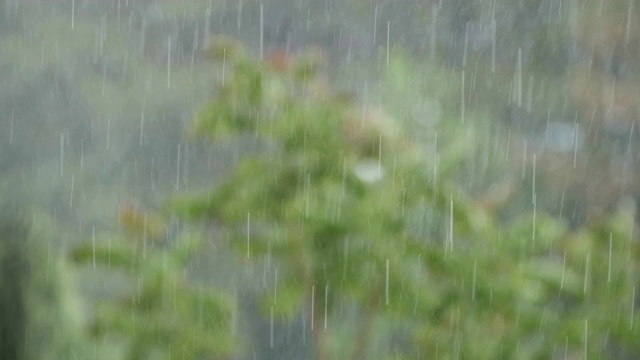 可循环的近距离拍摄森林中的雨，雨林，POV，选择性聚焦，绿色植物，美丽的自然，春天，秋天视频素材