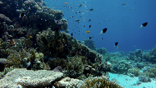 珊瑚礁，热带鱼。温暖的海洋和清澈的海水。水下世界。视频素材