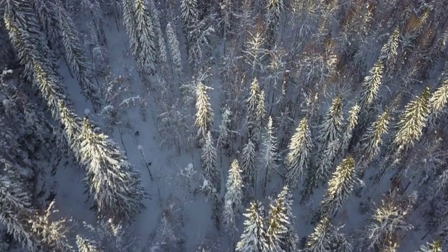 空中向前:在俄罗斯Usva有悬崖和松树林的雪山视频素材