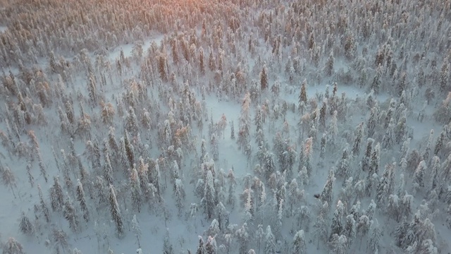 空中向前:美丽的日落在雪山松林在Usva，俄罗斯视频素材