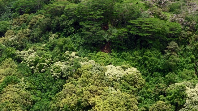 航拍:法属波利尼西亚莫雷阿岛的绿色风景视频素材