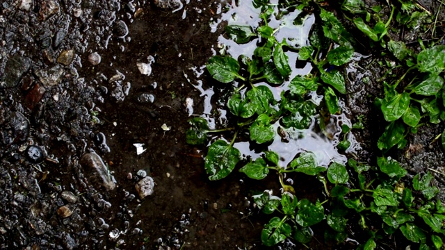 雨点落在铺在路上的彩色树叶上视频素材