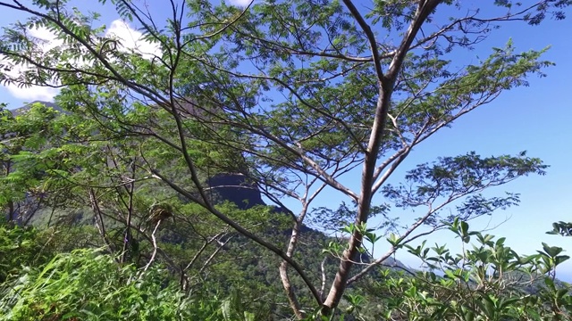 透过森林看到一座山视频素材