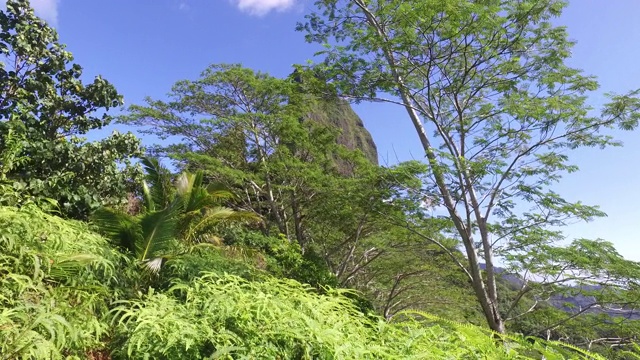 透过森林看到一座山视频素材