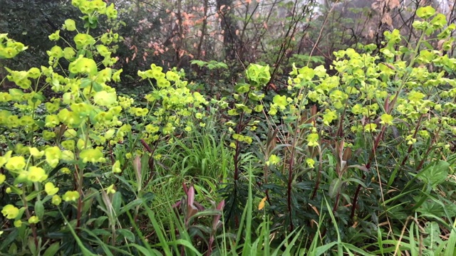 法国森林中的绿色大戟科植物视频素材