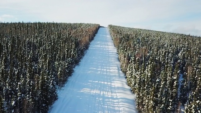 空中向前:阿拉斯加费尔班克斯，被森林包围的白雪覆盖的斜坡视频素材