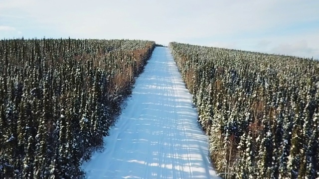 空中前进/下降:阿拉斯加费尔班克斯，被森林包围的白雪覆盖的斜坡视频素材