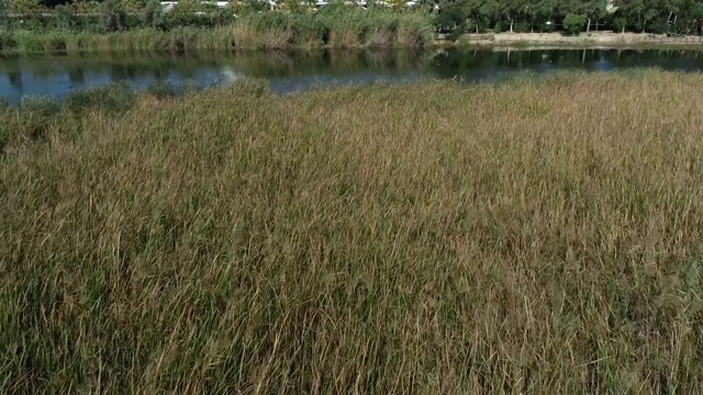 迷人的风景/“Belek”旅游设施和安塔利亚的“Acisu”溪流。
安塔利亚土耳其/ 10/08/2018视频素材