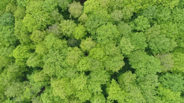 鸟瞰图的森林与新鲜的重要叶片在早春。Spessart, Franconia，德国巴伐利亚。视频素材