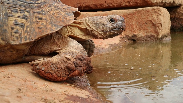 南非豹龟(Stigmochelys pardalis)喝水视频素材