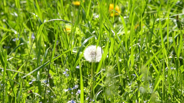 夏日草地上的蒲公英视频素材