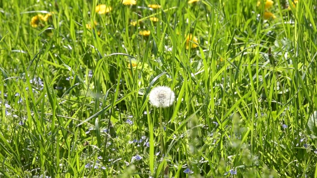 夏日草地上的蒲公英视频素材