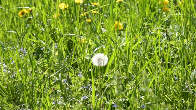 夏日草地上的蒲公英视频素材