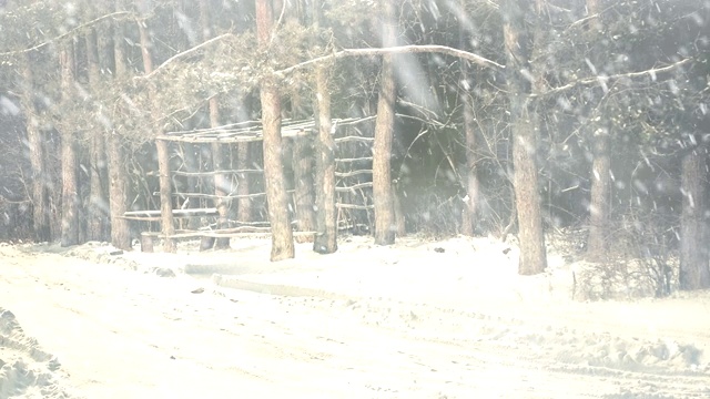 雪花飘落在冬天的森林里视频素材