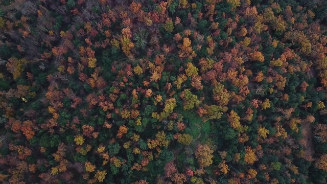 航拍的美丽森林与秋天的颜色在加泰罗尼亚山脉视频素材