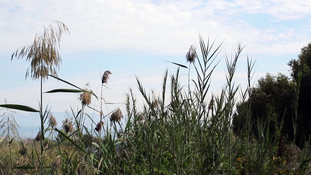 Reeds在风中摇摆，Antalya Antalya/Turkey 08/10/2018视频素材