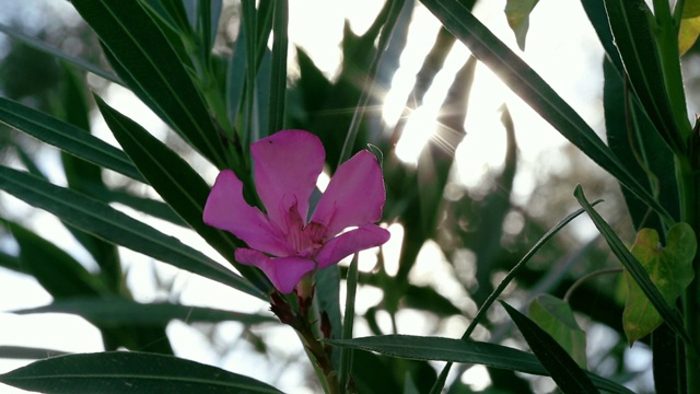 粉红花朵，Antalya Antalya/Turkey 08/10/2018视频素材