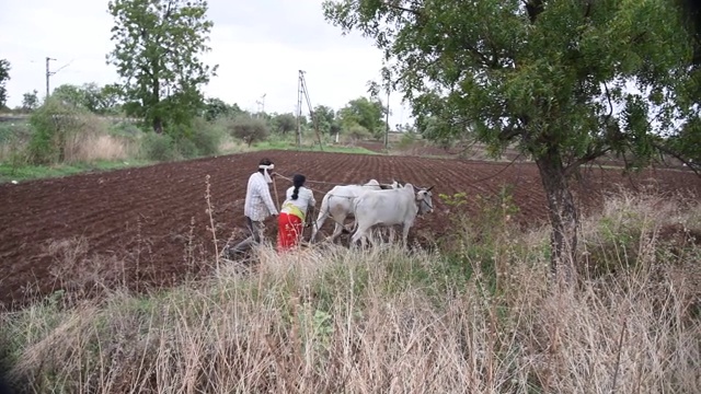印度马哈拉施特拉邦，农民在耕地。视频素材