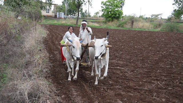 印度马哈拉施特拉邦，农民在耕地。视频素材
