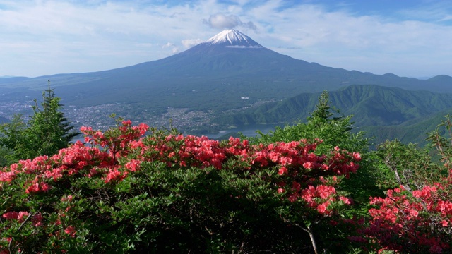 富士山上盛开的杜鹃花视频素材