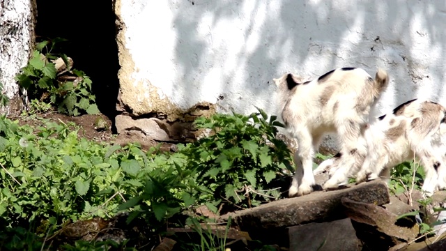 白色小山羊站在牧场上视频素材