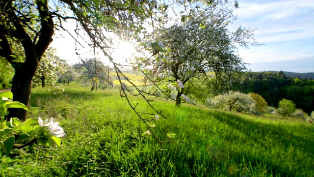 春天开花的苹果树与太阳，Reicholzheim, Wertheim, Taubertal, Tauberfranken, main- tauberdistrict, Baden-Württemberg，德国视频素材