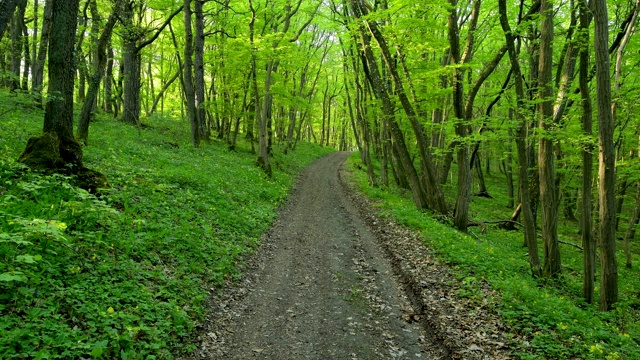 春天，Sodenberg, Hammelburg, District Bad Kissingen, Rhön, Bavaria, Germany, Sodenberg带有小路的落叶林视频素材