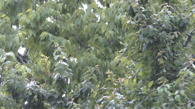 大雨天气，暴风雨或飓风，水雨滴在绿色的树在森林林地视频素材