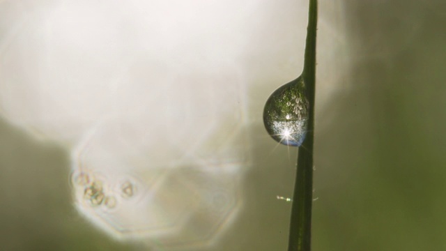 露水降视频素材