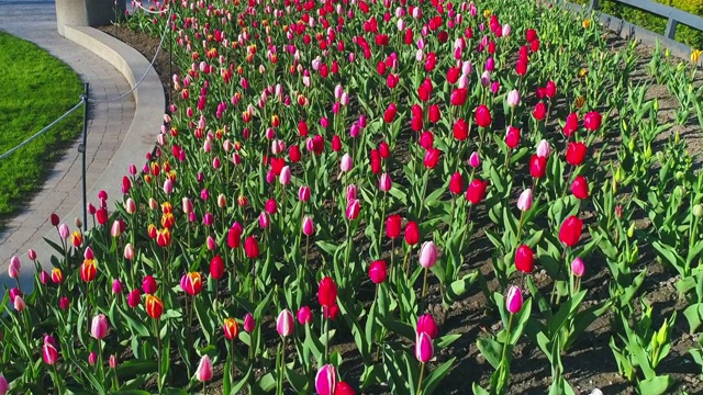 飞过一个郁金香花园视频素材