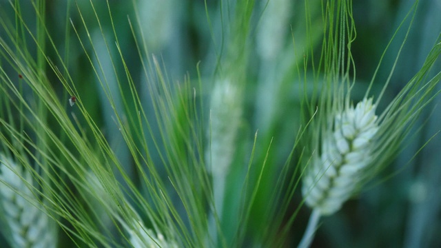 农田黄色大麦植株特写视频素材