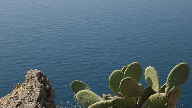 意大利利古里亚的Cinque Terre。仙人掌一种多刺的仙人掌植物(仙人掌属)视频素材