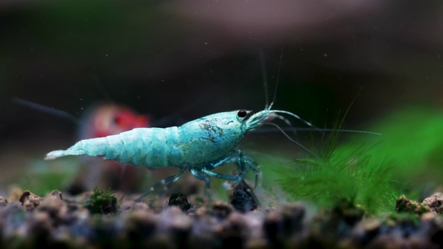 蓝箭矮虾在淡水水族箱的水生土壤上寻找食物视频素材