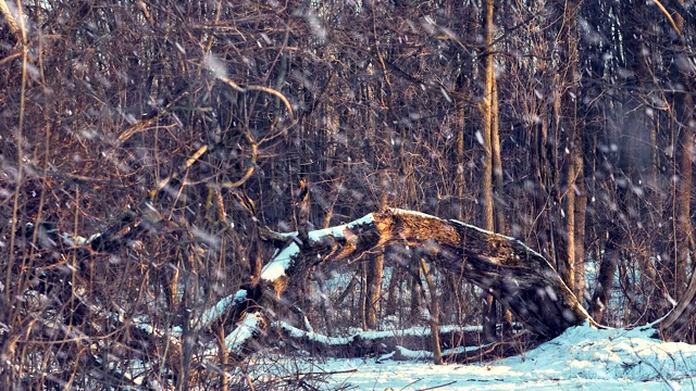 积雪的冬天森林风景与倒下的树视频素材