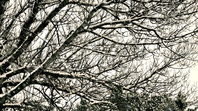 草地上的树在飘落的雪中日落视频素材