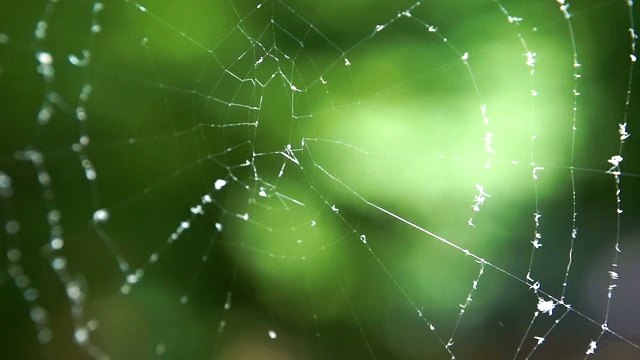 森林里的蜘蛛网和露珠。视频下载