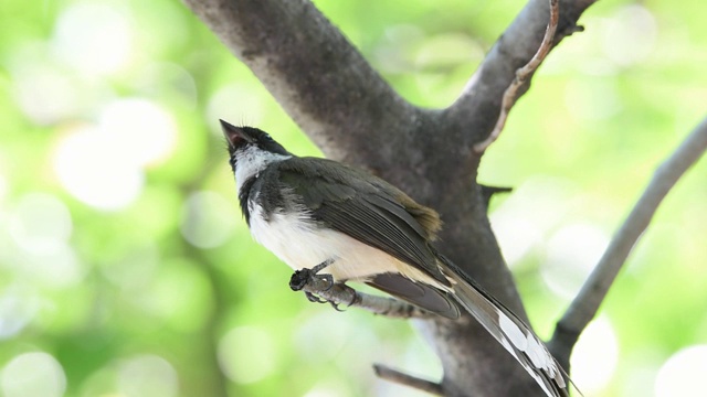 鸟(马来西亚花衣扇尾)在一个自然的野生视频素材