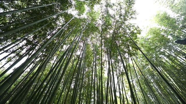 韩国丹阳竹林景观视频素材