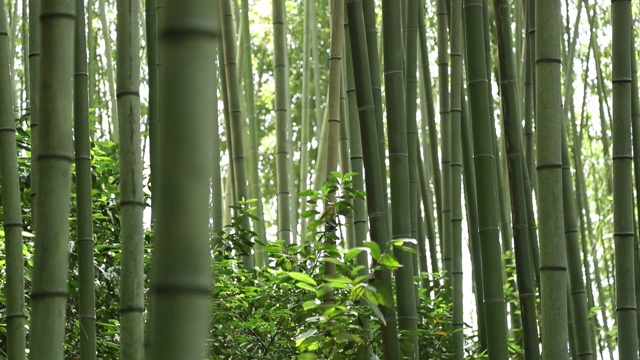 韩国丹阳竹林景观视频素材