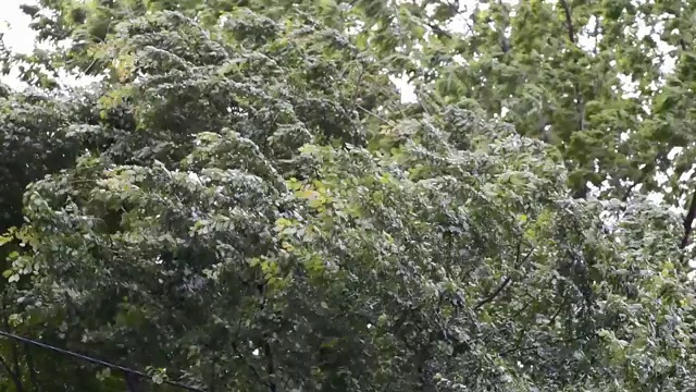 恶劣的天气，龙卷风，暴风雨，风或飓风挥舞着高大的树枝和树叶视频素材