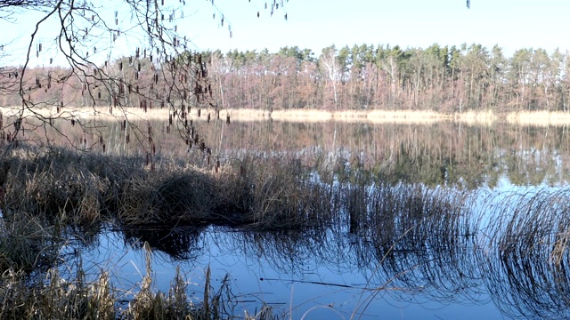 勃兰登堡的湖泊景观命名为Wolzensee。湖的四周是森林。春天，树上没有叶子。视频素材