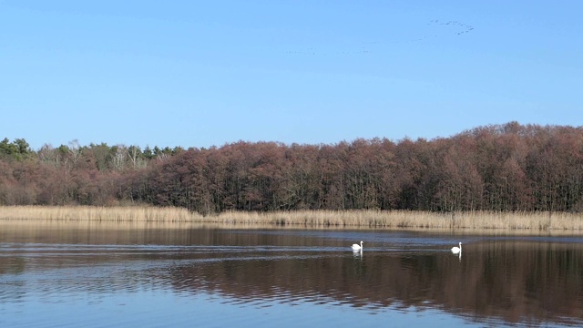 勃兰登堡的湖泊景观命名为Wolzensee。两只天鹅游来游去。天上一群鹤鸟。湖的四周是森林。春天，树上没有叶子。视频素材