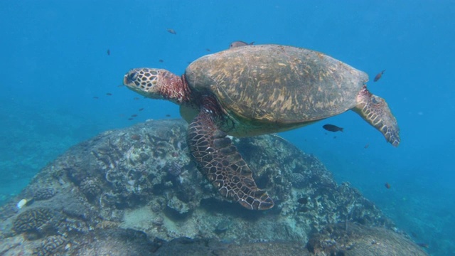 和海龟一起游泳视频下载