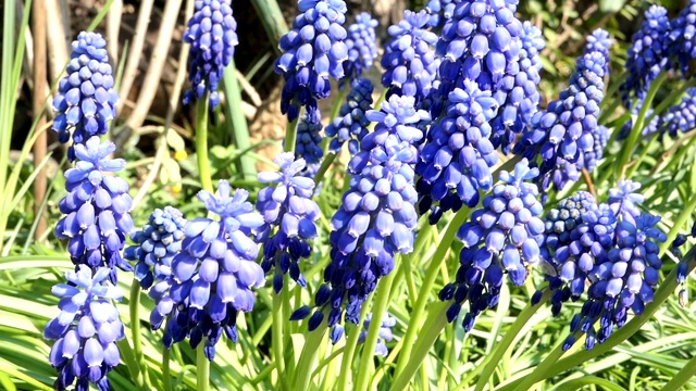 蓝色的风信子在春天开花。野生独居蜜蜂双角嗅蜂取食视频素材