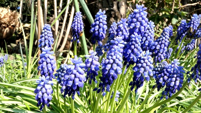 蓝色的风信子在春天开花。野生独居蜜蜂双角嗅蜂取食视频素材