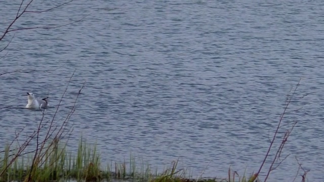 海鸥在交配季节在水里游泳。视频素材