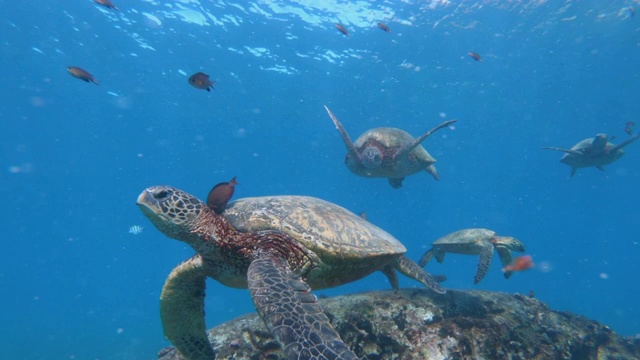 和海龟一起游泳视频素材