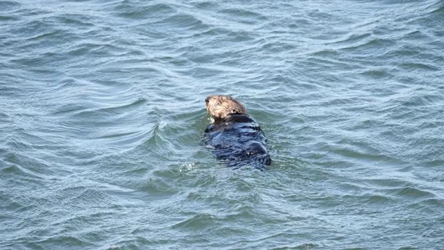 海獭视频素材